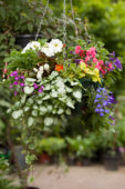 Hanging basket