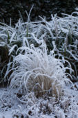 Vorst op gras