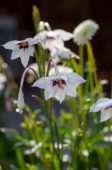 Gladiolus callianthus