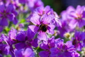 Bumble bee on Geranium
