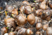 Narcissen bollen