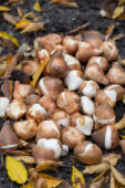 Tulipa bollen