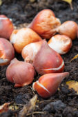 Tulipa bollen