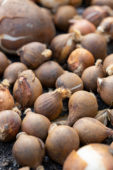 Tulipa bollen