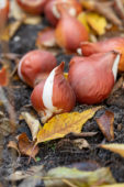Tulipa bollen
