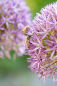 Bees on Allium