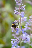 Bij op Nepeta bloem