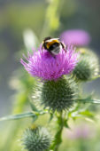 Cirsium vulgare