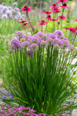 Allium Millenium