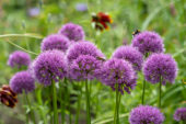 Allium Millenium