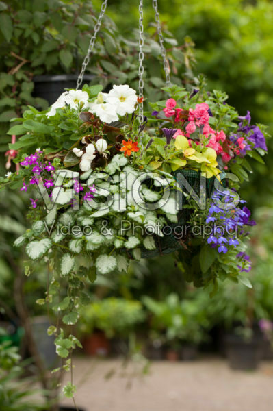 Hanging basket