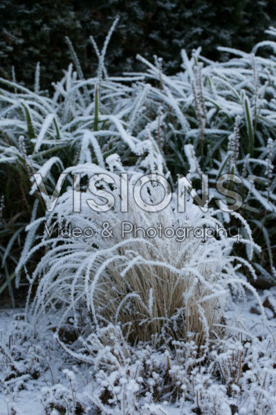 Vorst op gras Vorst op gras