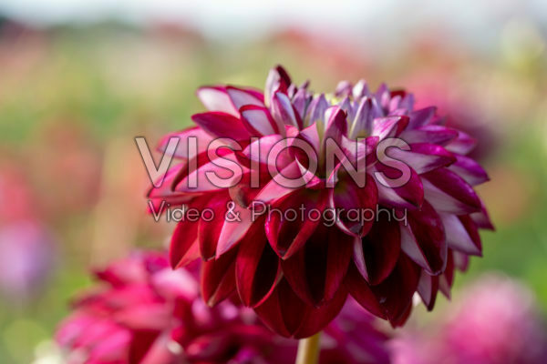 Dahlia Embassy Dahlia Embassy
