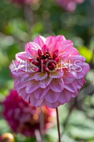 Dahlia Muchacha Dahlia Muchacha