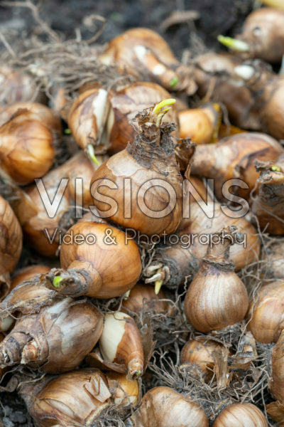 Narcissen bollen
