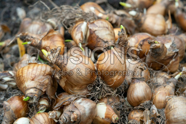 Narcissen bollen Narcissen bollen