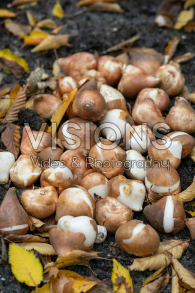 Tulipa bollen Tulipa bollen