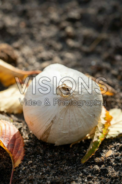 Allium bol Allium bol