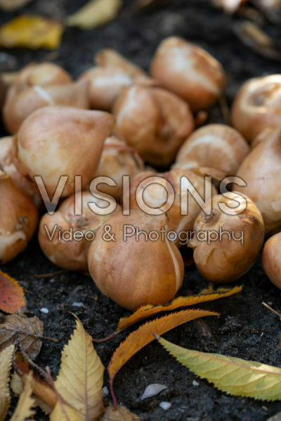 Tulipa bollen Tulipa bollen