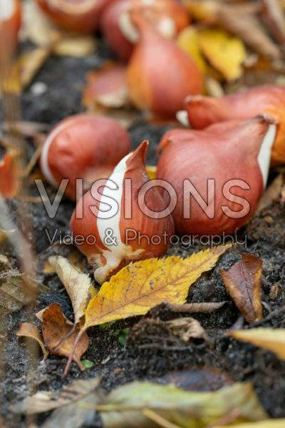 PLANTING SPRING FLOWERING BULBS