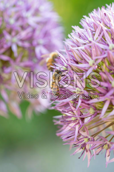 Bees on Allium Bees on Allium