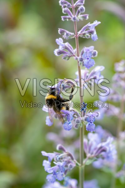 Bee on Nepeta flower Bee on Nepeta flower