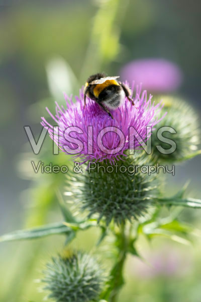 Cirsium vulgare Cirsium vulgare