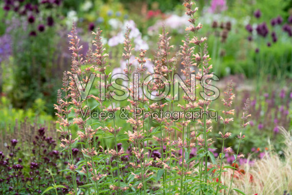 Agastache Kolibri Agastache Kolibri