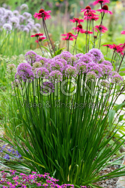 Allium Millenium