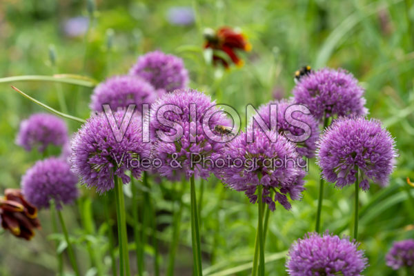 Allium Millenium Allium Millenium