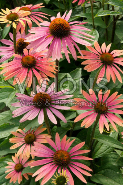 Echinacea Summer Cocktail ® Echinacea Summer Cocktail ®
