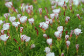 Oxalis versicolor