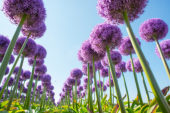 Allium Globemaster