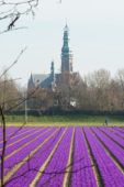 Crocus veld