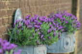 Lavandula stoechas