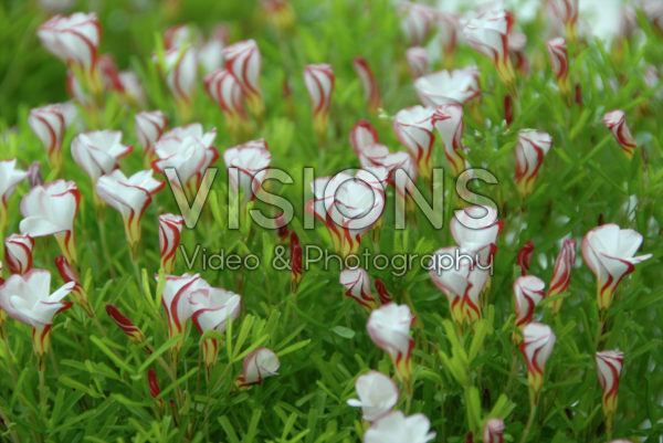 Oxalis versicolor Oxalis versicolor