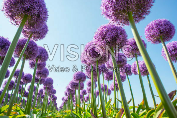 Allium Globemaster Allium Globemaster