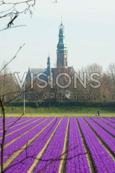 Crocus veld Crocus veld