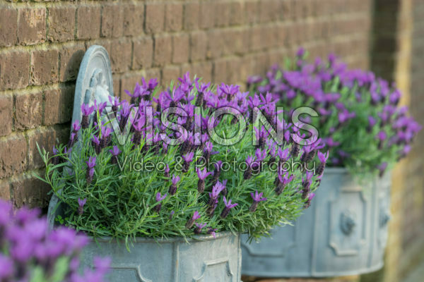 Lavandula stoechas Lavandula stoechas