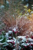 Carex comans Bronze Form