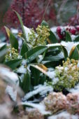 Skimmia confusa Kew Green