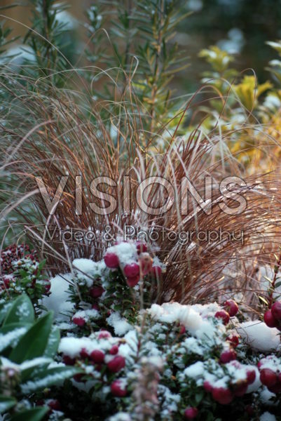 Carex comans Bronze Form Carex comans Bronze Form