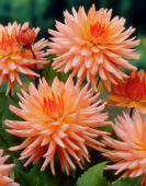 Dahlia Preference