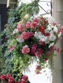 Patio Plants