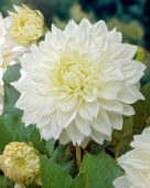 Dahlia White Perfection