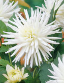 Dahlia White Happiness