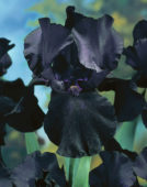 Iris germanica Black Dragon