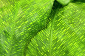 Calathea Network