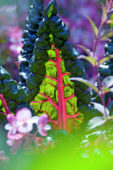 Beta vulgaris