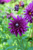 Dahlia Purple Gem